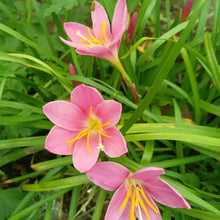 Pink Rain Lily Seeds