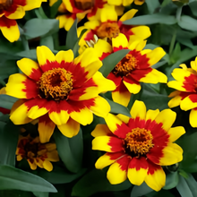 Red Yellow Zinnia Seeds