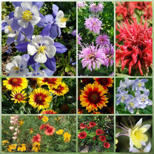 Cold Resistant Tall Wildflower Mix