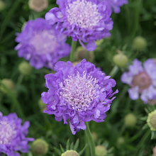 Scabiosa Seeds - Blue