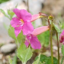 Incarvillea Seeds - Red
