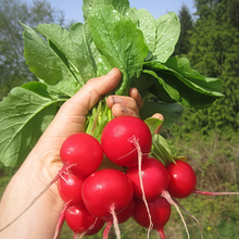 Red Radish Seeds