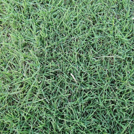 Unhulled Grass Seed