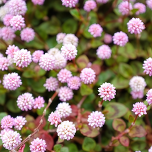 Polygonum Seeds - Pink