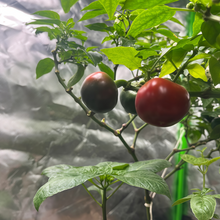 Large Red Ornamental Pepper Seeds