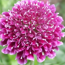 Scabiosa Seeds - Purplish Red