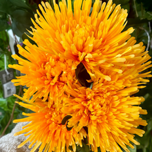 Orange Zinnia Seeds