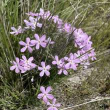 Mix Dianthus Seeds