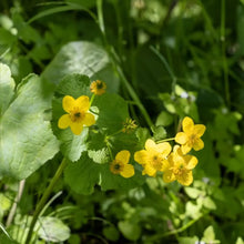 Marsh Marigold Flower Seeds
