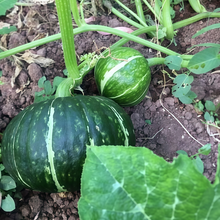 Mix Squash Seeds