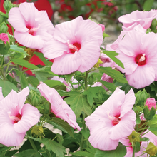 Light Rose Pink Flowering Okra Seeds