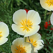 California Poppy Seeds Milky White