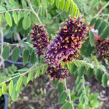 False Indigo Bush Seeds