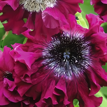 Mix Petunia Seeds