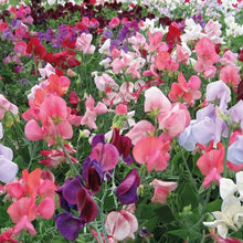 Mix Sweet Pea Seeds