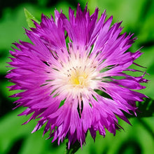 Cornflower Seeds - Purplish Red