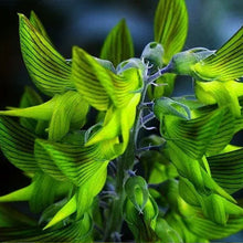 Green Birdflower Seeds