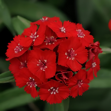 Red Dianthus Seeds