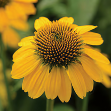Purple Coneflower Seeds - Yellow