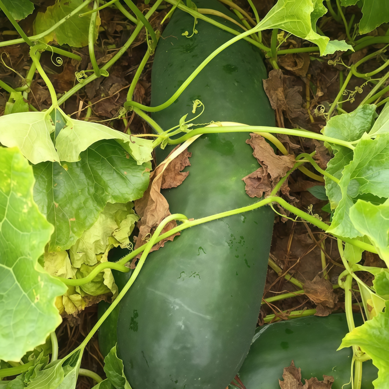 Benincasa Hispida - Green High Germination  Onsaleseeds