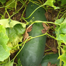 Green Wax Gourd Seeds