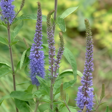 Blue Verbena Seeds