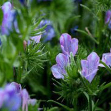 Vipers Bugloss Seeds - Mix
