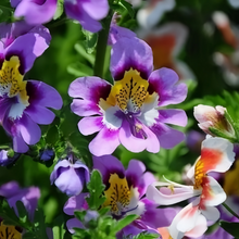 Schizanthus Pinnatus Mix Seeds