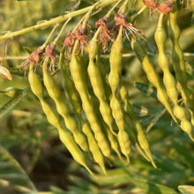 Sophora Flavescens Seeds