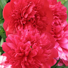 Moss Rose Seeds - Scarlet