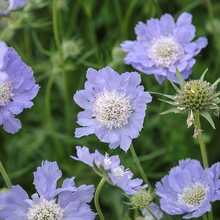 Scabiosa Seeds - Blue