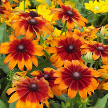 Mix Black Eyed Susan Seeds