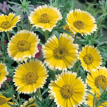 Tidy Tips Seeds