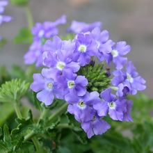 Blue Verbena Seeds