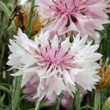Cornflower Seeds - Pink Red