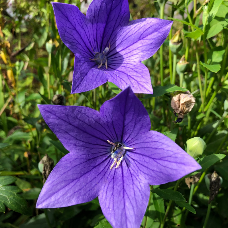 Platycodon Grandiflorus(Jacq.) A. DC. Seeds - Larger Packet High Germination 2000-10000 Onsaleseeds