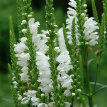 Physostegia Seeds - White