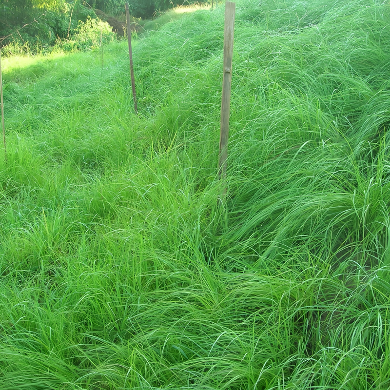 Bahia Grass Seeds - Larger Packet High Germination 1/4-1/2LB Onsaleseeds