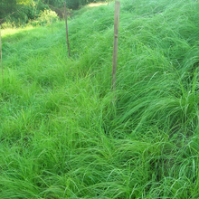 Bahia Grass Seeds
