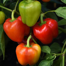 Multicolored Ornamental Pepper Seeds