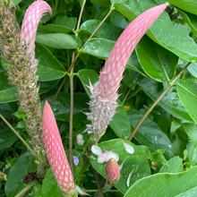 Timothy Grass Seeds