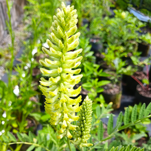 Lupine Seeds - Yellow