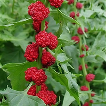 Strawberry Blite Seeds - Red