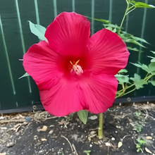 Dark Rose Red Flowering Okra Seeds