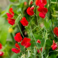 Red Sweet Pea Seeds