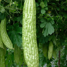 Bitter Melon Seeds