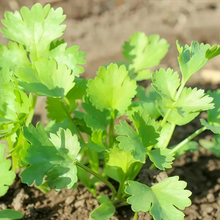 Coriander Seeds