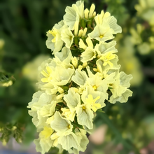 Statice Seeds - Yellow