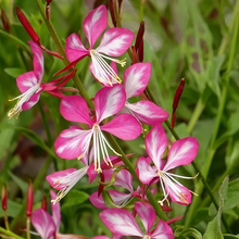 Gaura Seeds - Pink