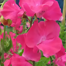 Rose Red Sweet Pea Seeds